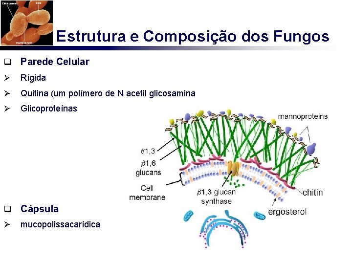 Estrutura e Composição dos Fungos q Parede Celular Ø Rígida Ø Quitina (um polímero