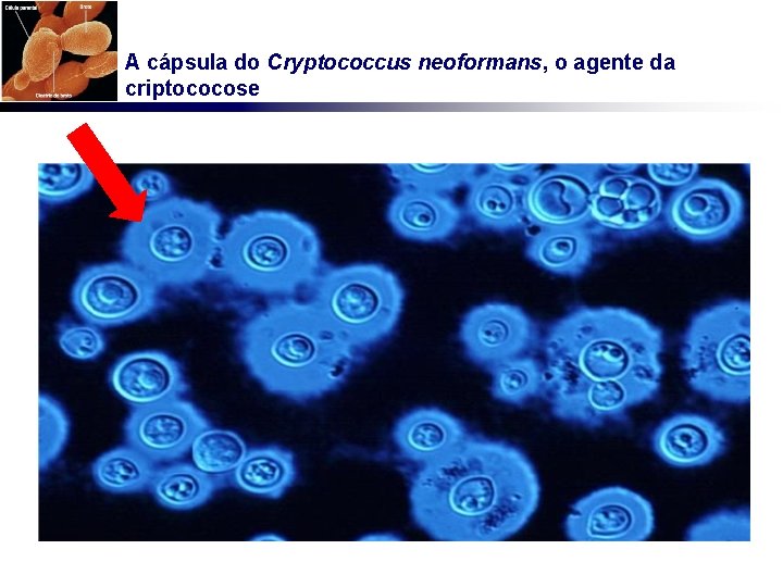 A cápsula do Cryptococcus neoformans, o agente da criptococose 