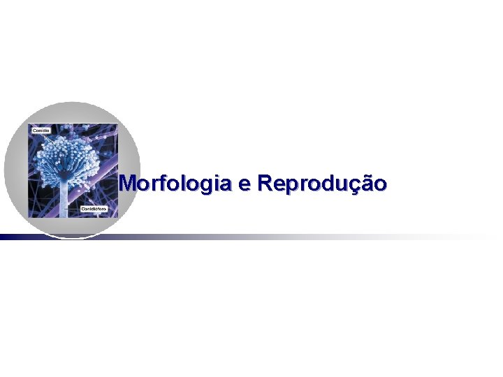 Morfologia e Reprodução 