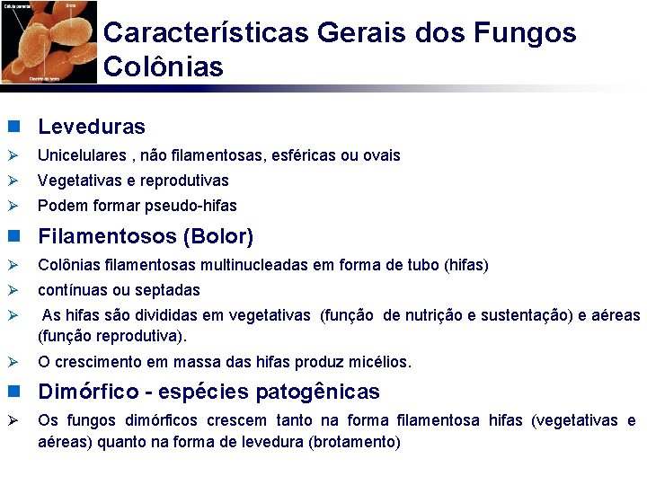 Características Gerais dos Fungos Colônias n Leveduras Ø Unicelulares , não filamentosas, esféricas ou
