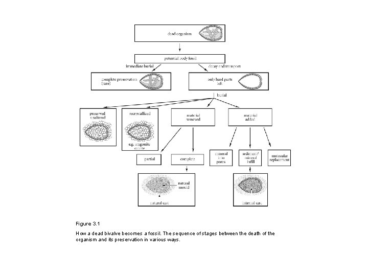 Figure 3. 1 How a dead bivalve becomes a fossil. The sequence of stages