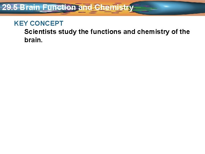 29. 5 Brain Function and Chemistry KEY CONCEPT Scientists study the functions and chemistry