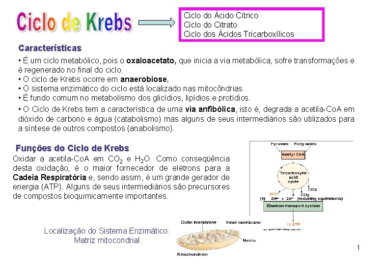 Ciclo do Ácido Cítrico Ciclo do Citrato Ciclo dos Ácidos Tricarboxílicos Características • É