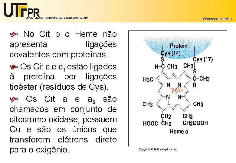 UNIVERSIDADE TECNOLÓGICA FEDERAL DO PARANÁ No Cit b o Heme não apresenta ligações covalentes