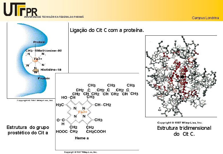 UNIVERSIDADE TECNOLÓGICA FEDERAL DO PARANÁ Campus Londrina Ligação do Cit C com a proteína.