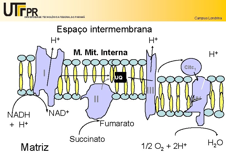 UNIVERSIDADE TECNOLÓGICA FEDERAL DO PARANÁ Campus Londrina Espaço intermembrana H+ H+ M. Mit. Interna