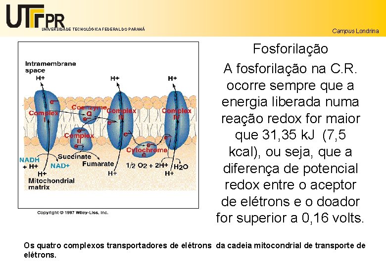 UNIVERSIDADE TECNOLÓGICA FEDERAL DO PARANÁ Campus Londrina Fosforilação A fosforilação na C. R. ocorre