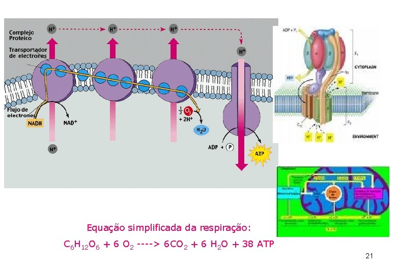 Equação simplificada da respiração: C 6 H 12 O 6 + 6 O 2