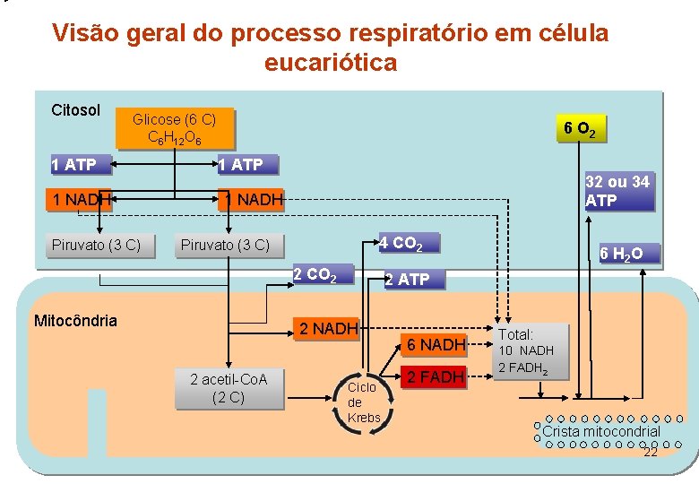 Visão geral do processo respiratório em célula eucariótica Citosol Glicose (6 C) C 6