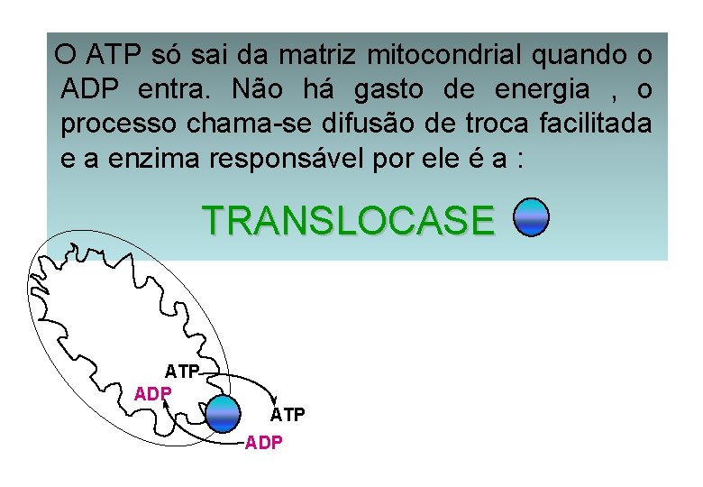 O ATP só sai da matriz mitocondrial quando o ADP entra. Não há gasto