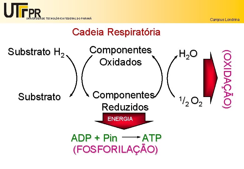 UNIVERSIDADE TECNOLÓGICA FEDERAL DO PARANÁ Campus Londrina Cadeia Respiratória Substrato Componentes Oxidados Componentes Reduzidos