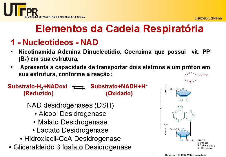 UNIVERSIDADE TECNOLÓGICA FEDERAL DO PARANÁ Campus Londrina Elementos da Cadeia Respiratória 1 - Nucleotídeos