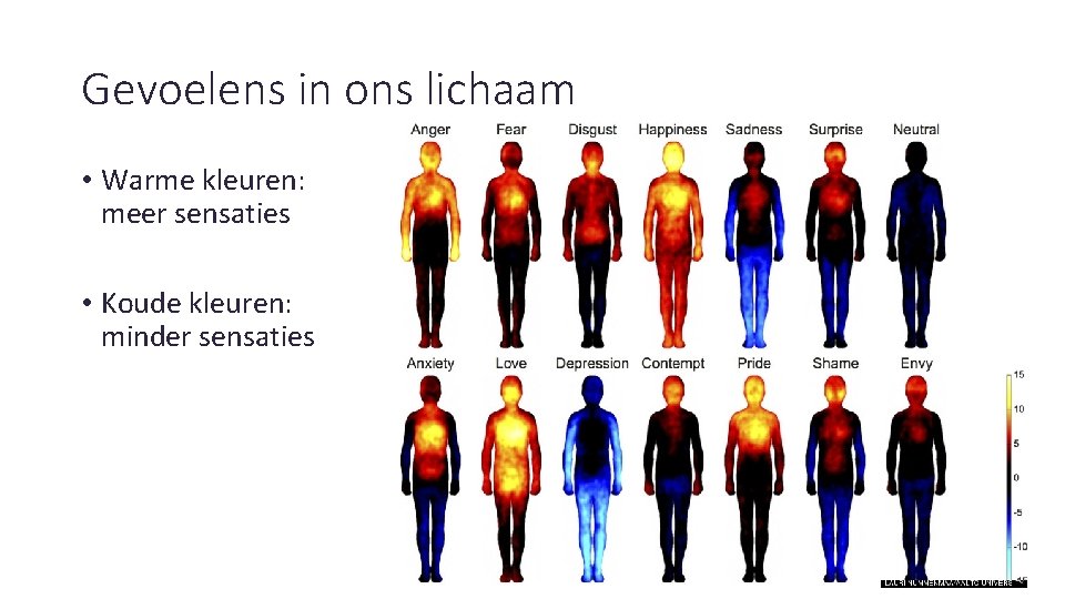 Gevoelens in ons lichaam • Warme kleuren: meer sensaties • Koude kleuren: minder sensaties