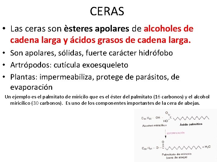 CERAS • Las ceras son èsteres apolares de alcoholes de cadena larga y ácidos