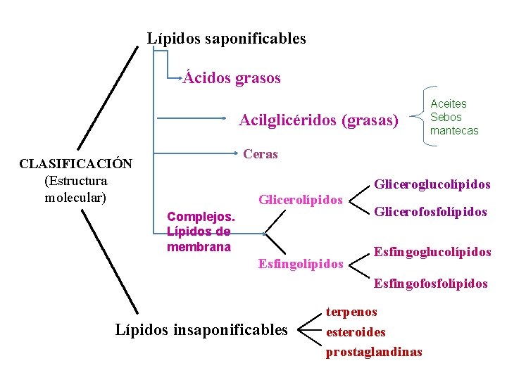 Lípidos saponificables Ácidos grasos Acilglicéridos (grasas) Aceites Sebos mantecas Ceras CLASIFICACIÓN (Estructura molecular) Gliceroglucolípidos