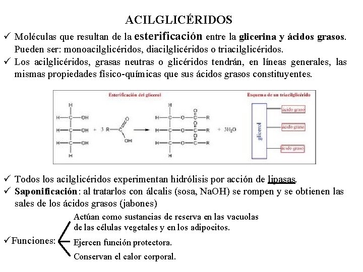 ACILGLICÉRIDOS ü Moléculas que resultan de la esterificación entre la glicerina y ácidos grasos.