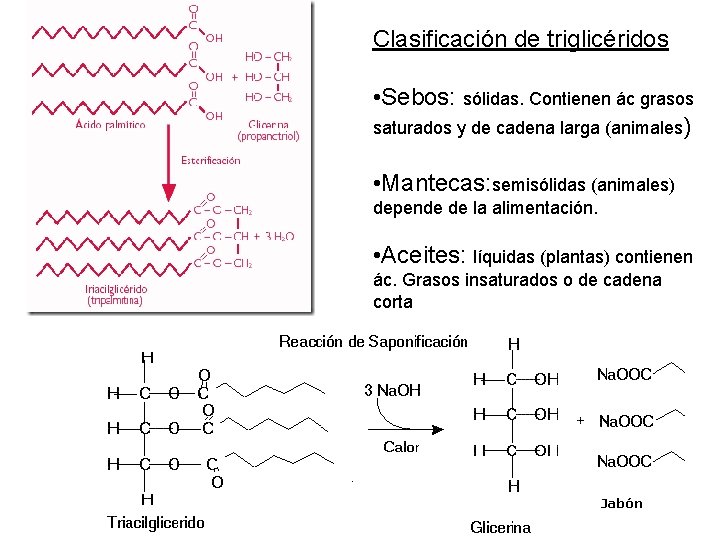 Clasificación de triglicéridos • Sebos: sólidas. Contienen ác grasos saturados y de cadena larga