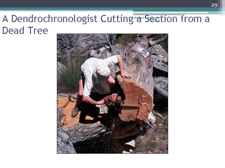 29 A Dendrochronologist Cutting a Section from a Dead Tree Nuclear Chemistry rev. 11/19/08