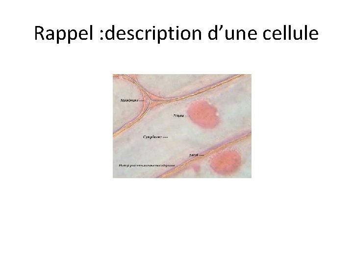 Rappel : description d’une cellule 