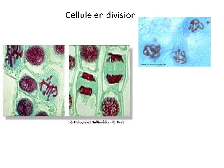 Cellule en division 