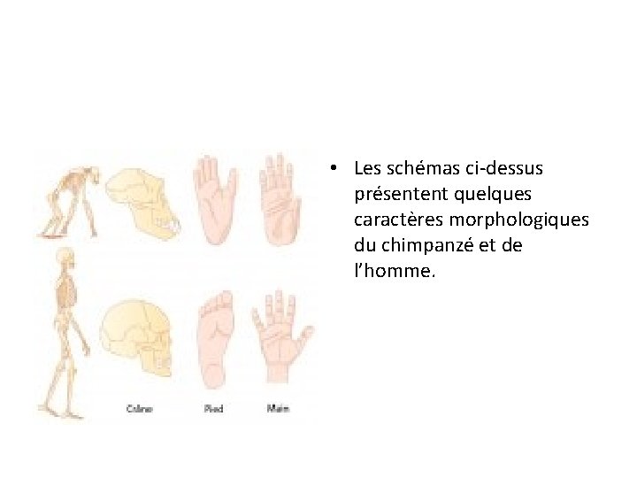  • Les schémas ci-dessus présentent quelques caractères morphologiques du chimpanzé et de l’homme.