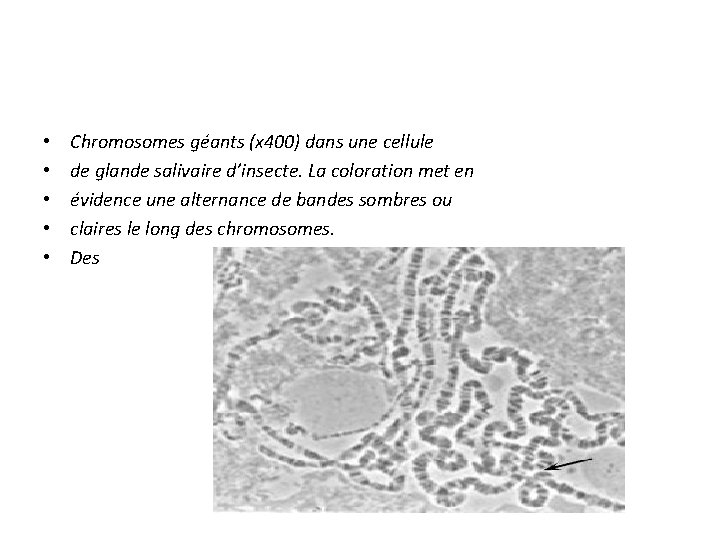  • • • Chromosomes géants (x 400) dans une cellule de glande salivaire