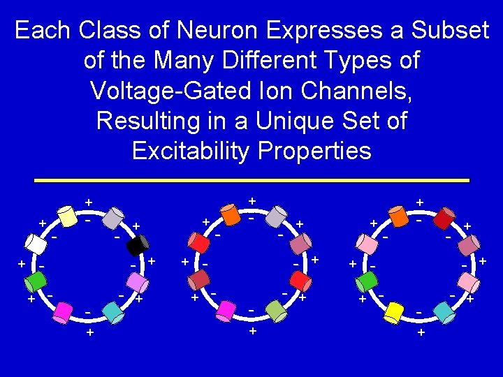 Each Class of Neuron Expresses a Subset of the Many Different Types of Voltage-Gated