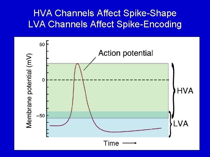 HVA Channels Affect Spike-Shape LVA Channels Affect Spike-Encoding Time 