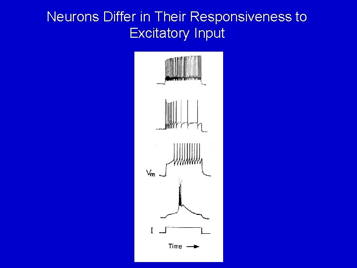 Neurons Differ in Their Responsiveness to Excitatory Input 