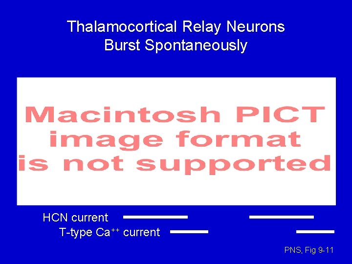 Thalamocortical Relay Neurons Burst Spontaneously HCN current T-type Ca++ current PNS, Fig 9 -11