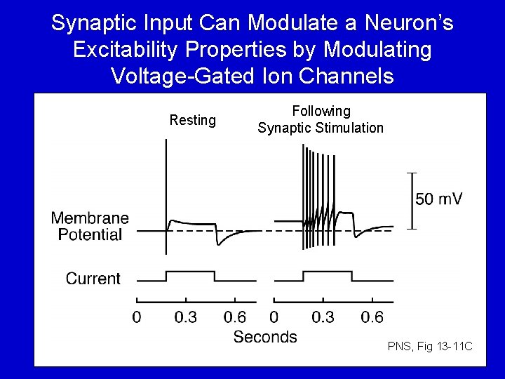 Synaptic Input Can Modulate a Neuron’s Excitability Properties by Modulating Voltage-Gated Ion Channels Resting