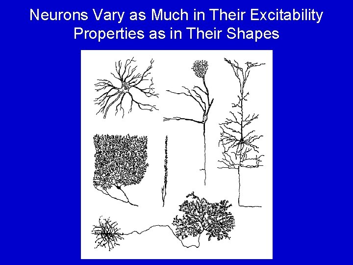 Neurons Vary as Much in Their Excitability Properties as in Their Shapes 