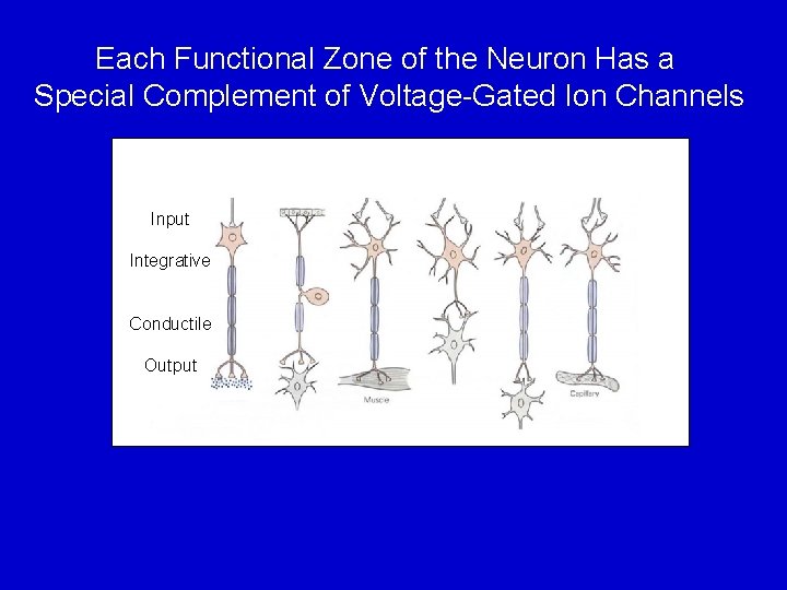 Each Functional Zone of the Neuron Has a Special Complement of Voltage-Gated Ion Channels
