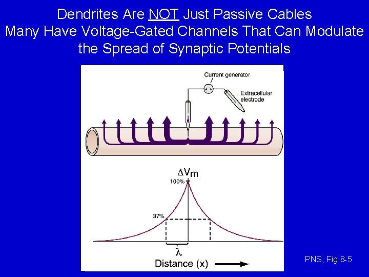 Dendrites Are NOT Just Passive Cables Many Have Voltage-Gated Channels That Can Modulate the