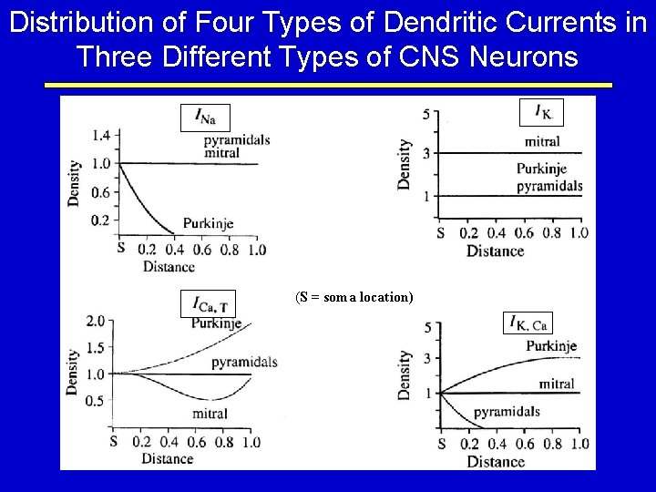 Distribution of Four Types of Dendritic Currents in Three Different Types of CNS Neurons