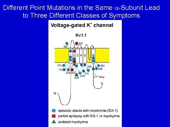 Different Point Mutations in the Same a-Subunit Lead to Three Different Classes of Symptoms