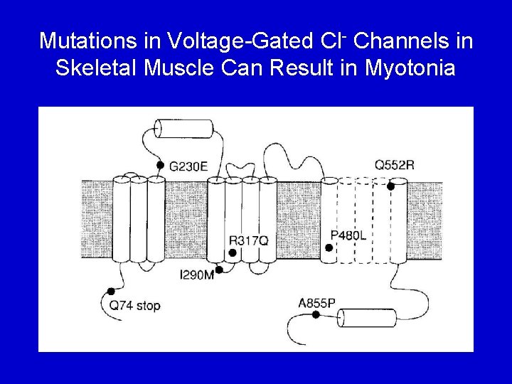 Mutations in Voltage-Gated Cl- Channels in Skeletal Muscle Can Result in Myotonia 