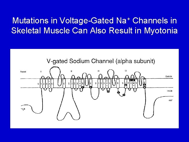 Mutations in Voltage-Gated Na+ Channels in Skeletal Muscle Can Also Result in Myotonia 