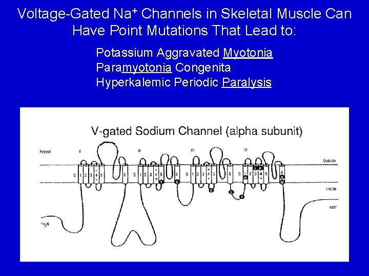 Voltage-Gated Na+ Channels in Skeletal Muscle Can Have Point Mutations That Lead to: Potassium