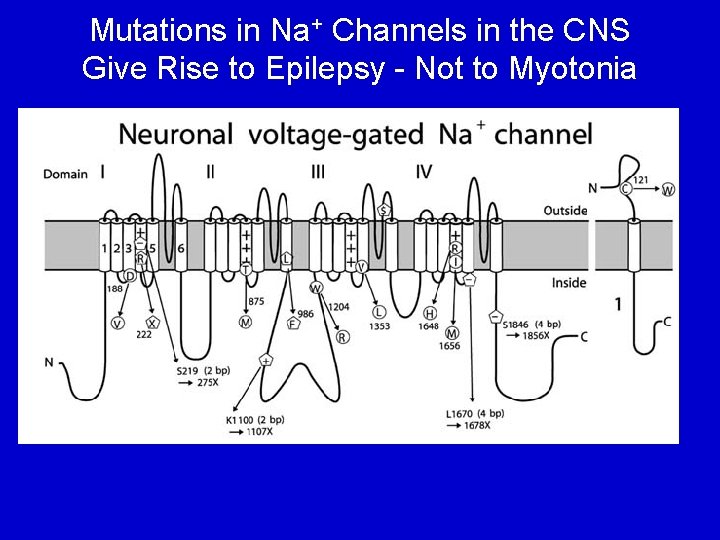 Mutations in Na+ Channels in the CNS Give Rise to Epilepsy - Not to