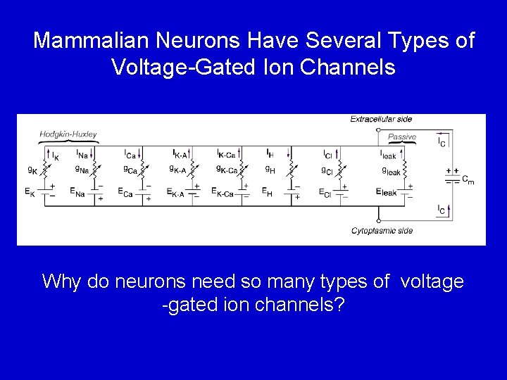 Mammalian Neurons Have Several Types of Voltage-Gated Ion Channels Why do neurons need so