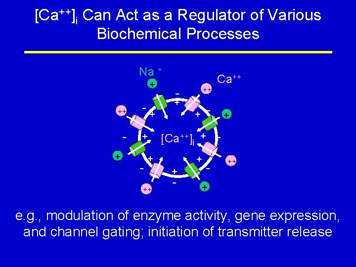 [Ca++]i Can Act as a Regulator of Various Biochemical Processes - + [Ca++] +