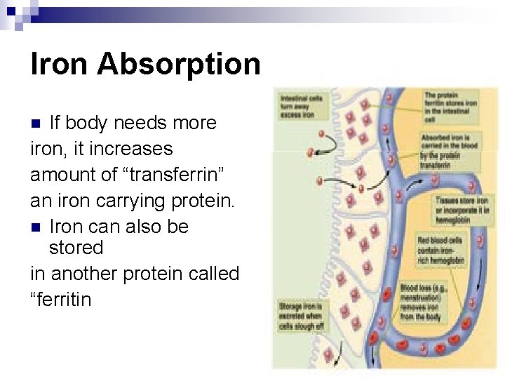 Iron Absorption If body needs more iron, it increases amount of “transferrin” an iron