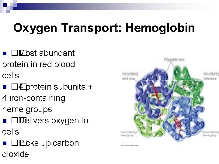 Oxygen Transport: Hemoglobin �� Most abundant protein in red blood cells n �� 4