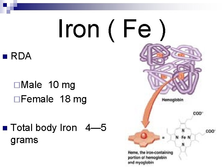 Iron ( Fe ) n RDA ¨Male 10 mg ¨Female 18 mg n Total