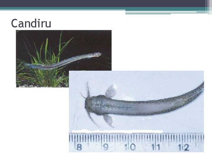 Candiru 