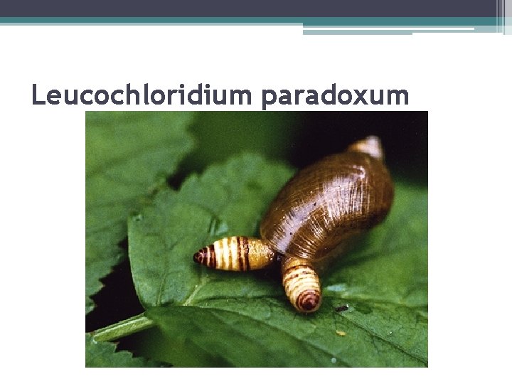 Leucochloridium paradoxum 
