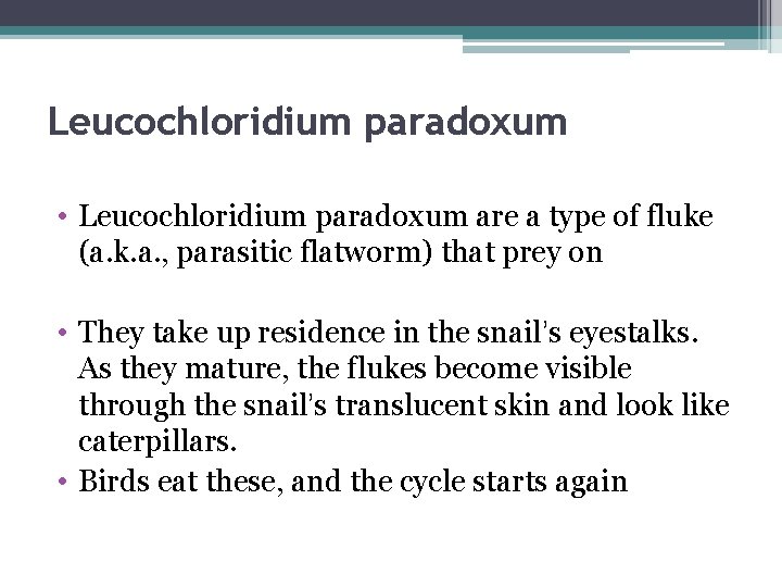 Leucochloridium paradoxum • Leucochloridium paradoxum are a type of fluke (a. k. a. ,