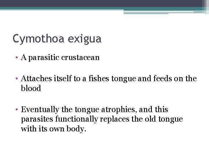 Cymothoa exigua • A parasitic crustacean • Attaches itself to a fishes tongue and