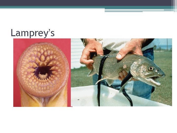 Lamprey’s 